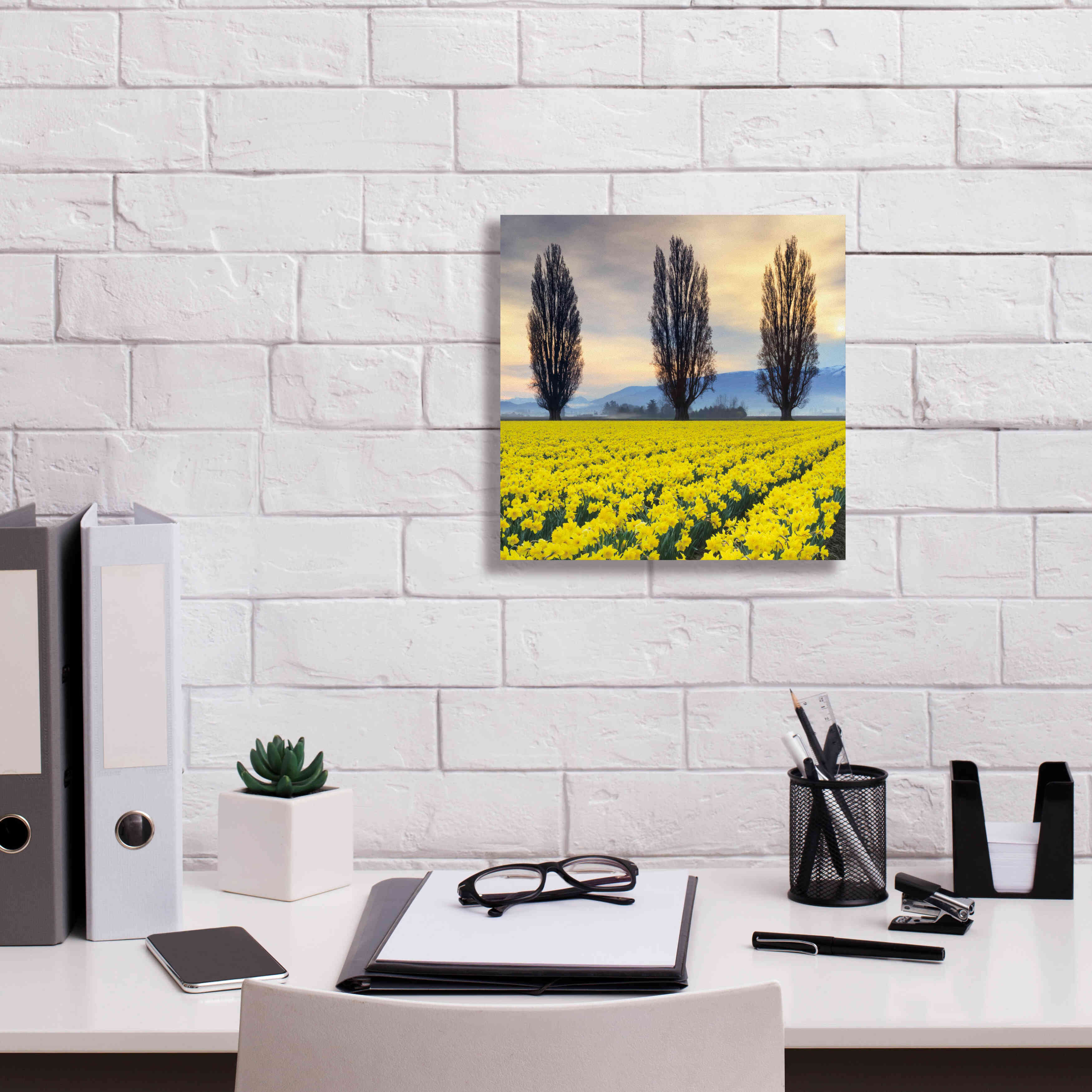 'Skagit Valley Daffodils II' by Alan Majchrowicz,Giclee Canvas Wall Art,12x12