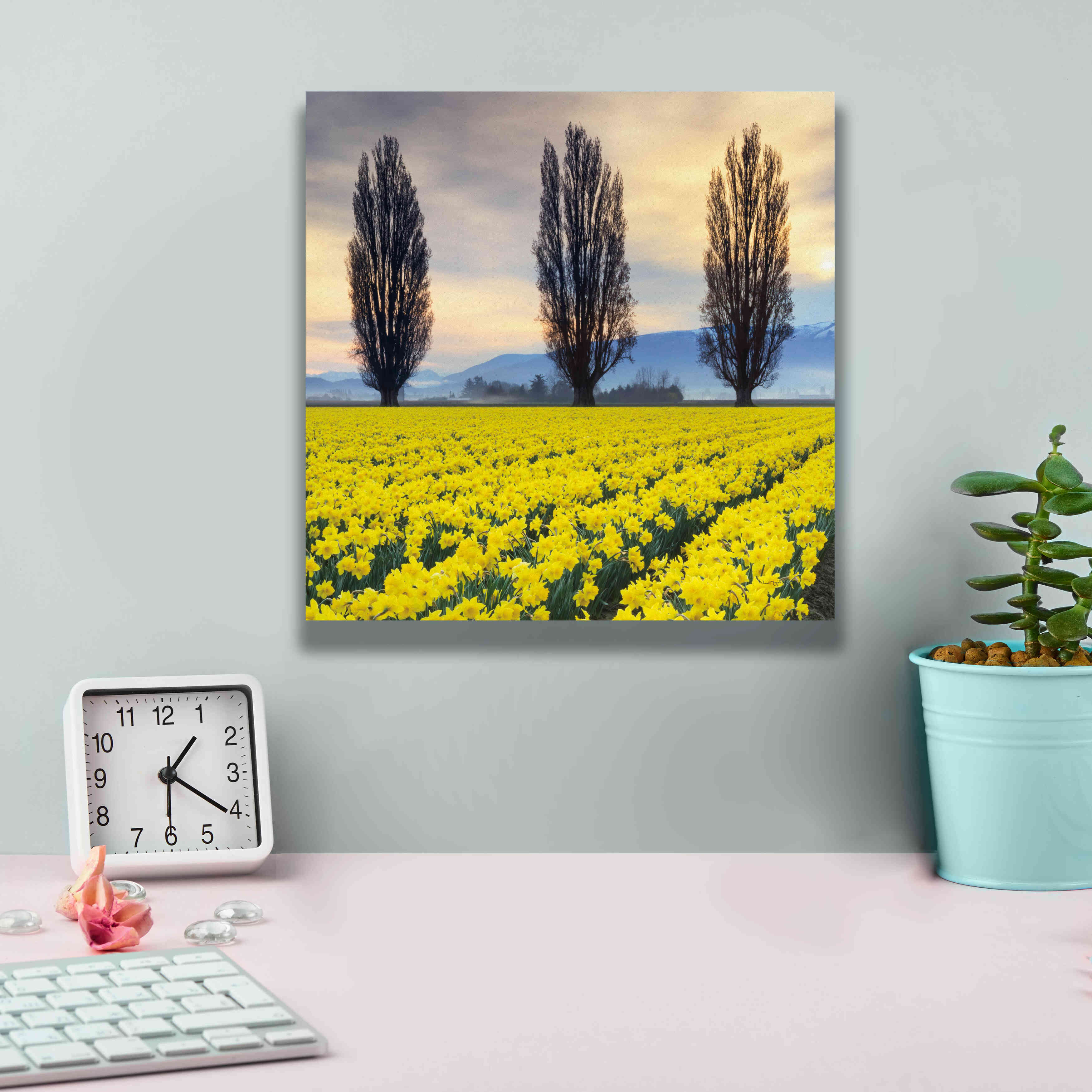 'Skagit Valley Daffodils II' by Alan Majchrowicz,Giclee Canvas Wall Art,12x12