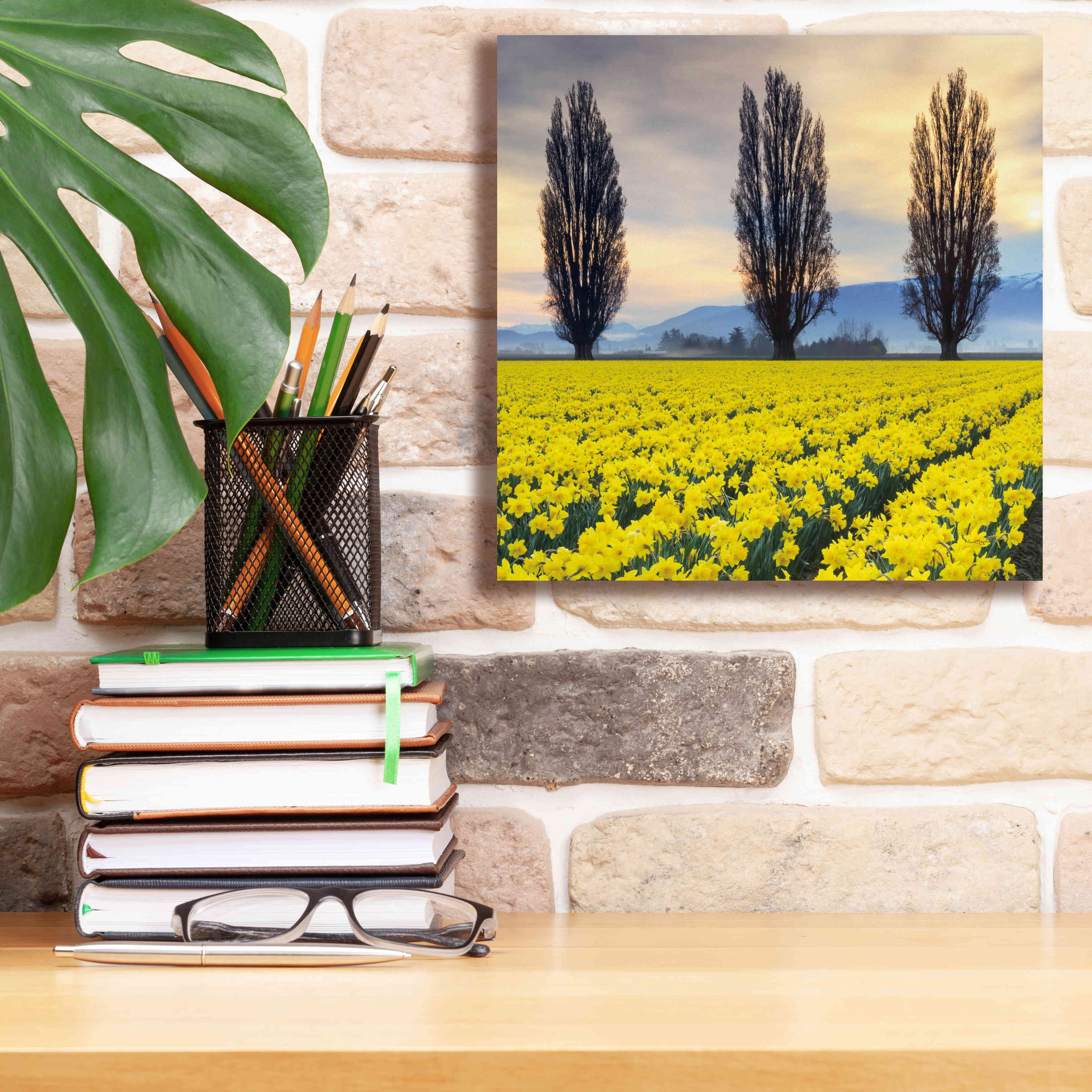 'Skagit Valley Daffodils II' by Alan Majchrowicz,Giclee Canvas Wall Art,12x12