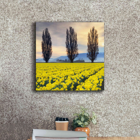 Image of 'Skagit Valley Daffodils II' by Alan Majchrowicz,Giclee Canvas Wall Art,18x18