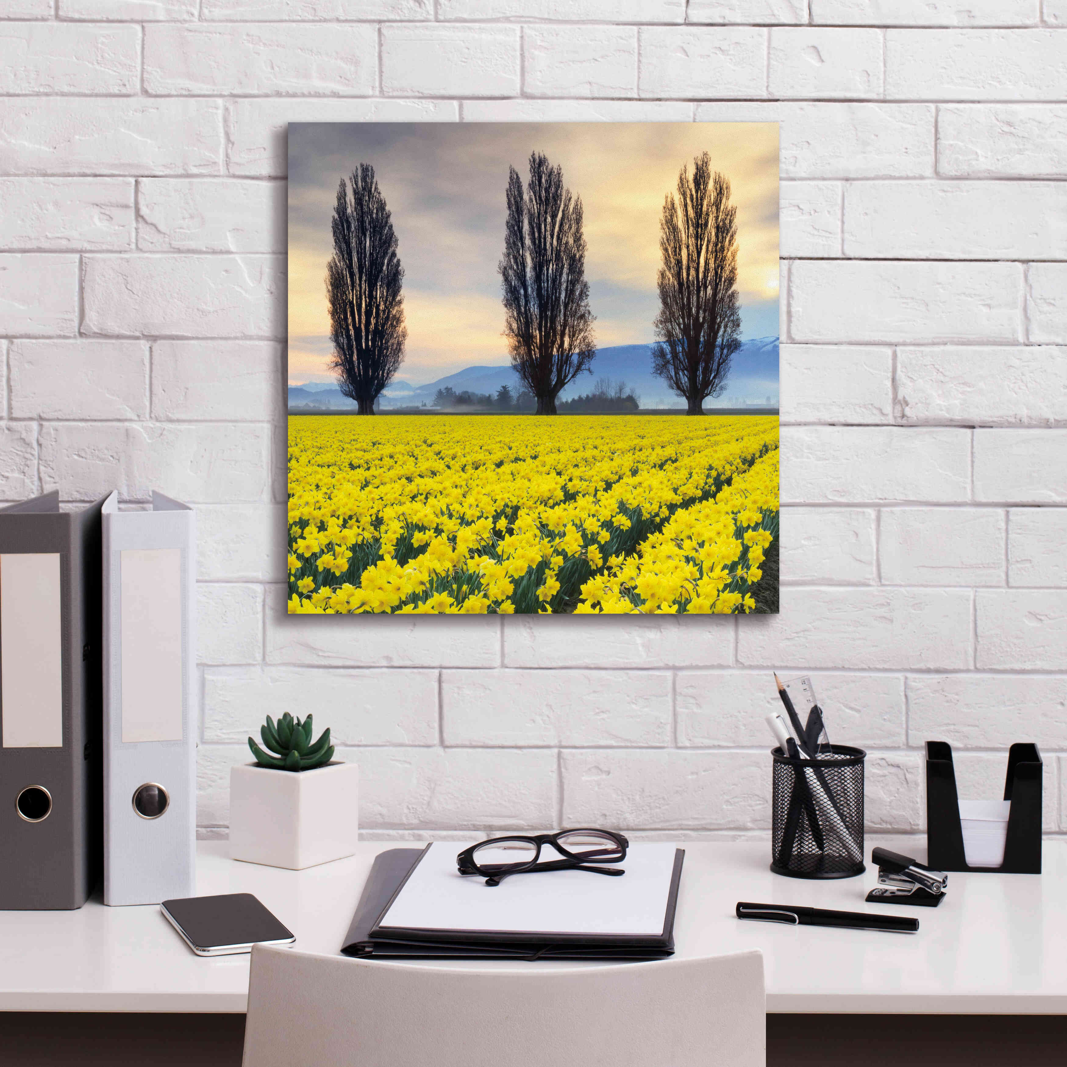 'Skagit Valley Daffodils II' by Alan Majchrowicz,Giclee Canvas Wall Art,18x18