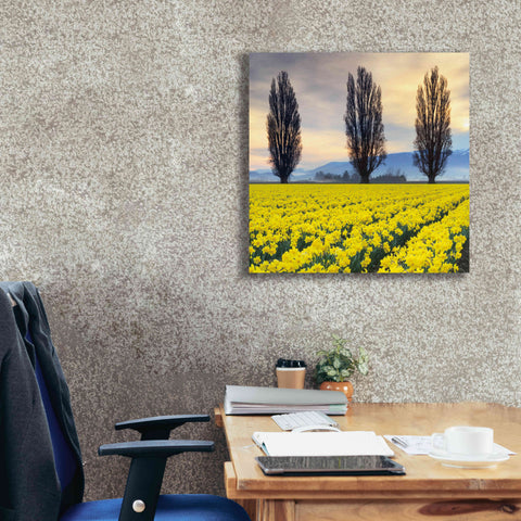 Image of 'Skagit Valley Daffodils II' by Alan Majchrowicz,Giclee Canvas Wall Art,26x26
