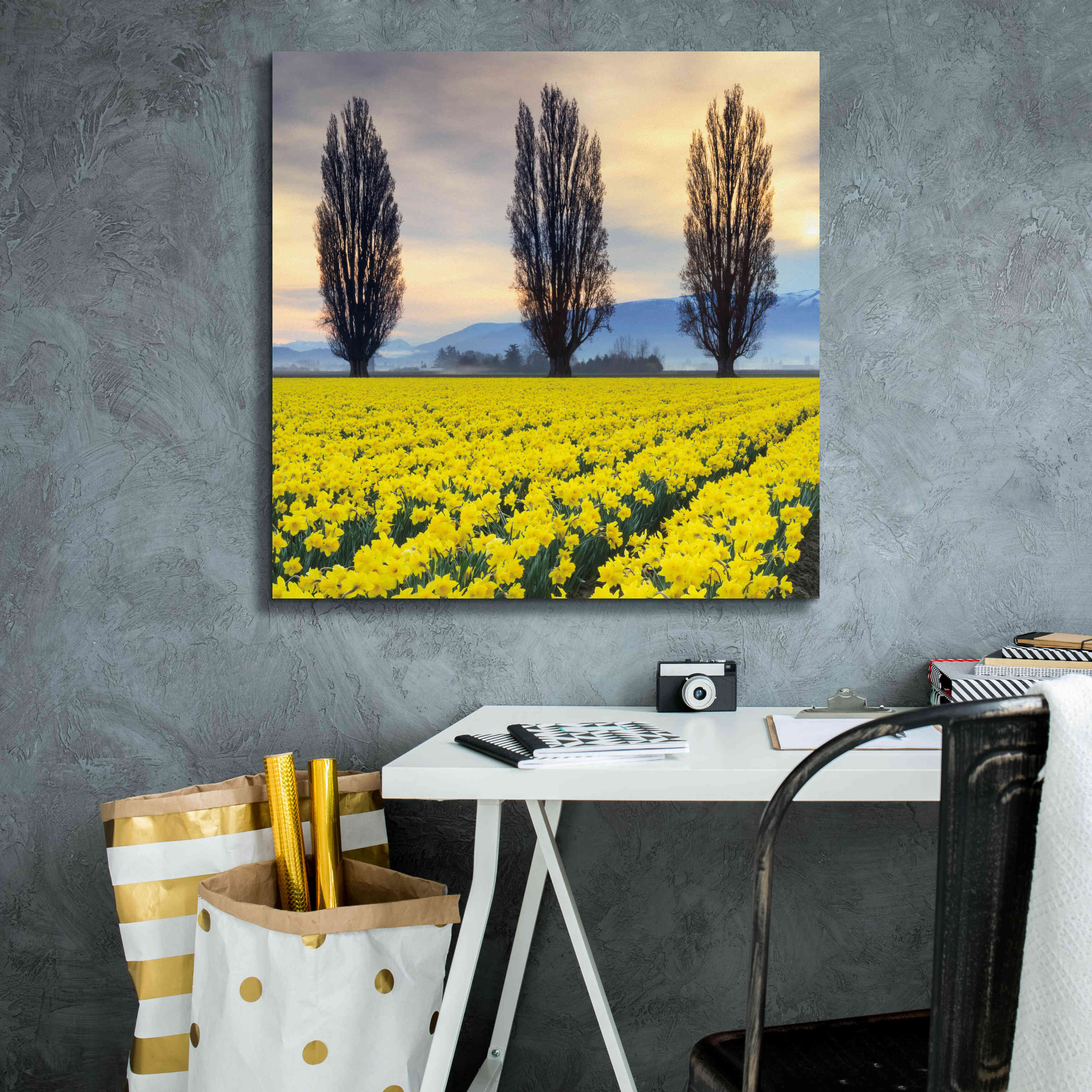 'Skagit Valley Daffodils II' by Alan Majchrowicz,Giclee Canvas Wall Art,26x26
