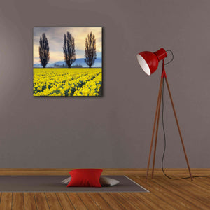 'Skagit Valley Daffodils II' by Alan Majchrowicz,Giclee Canvas Wall Art,26x26