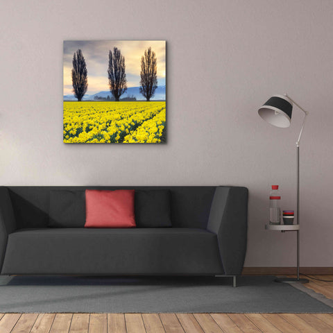 Image of 'Skagit Valley Daffodils II' by Alan Majchrowicz,Giclee Canvas Wall Art,37x37