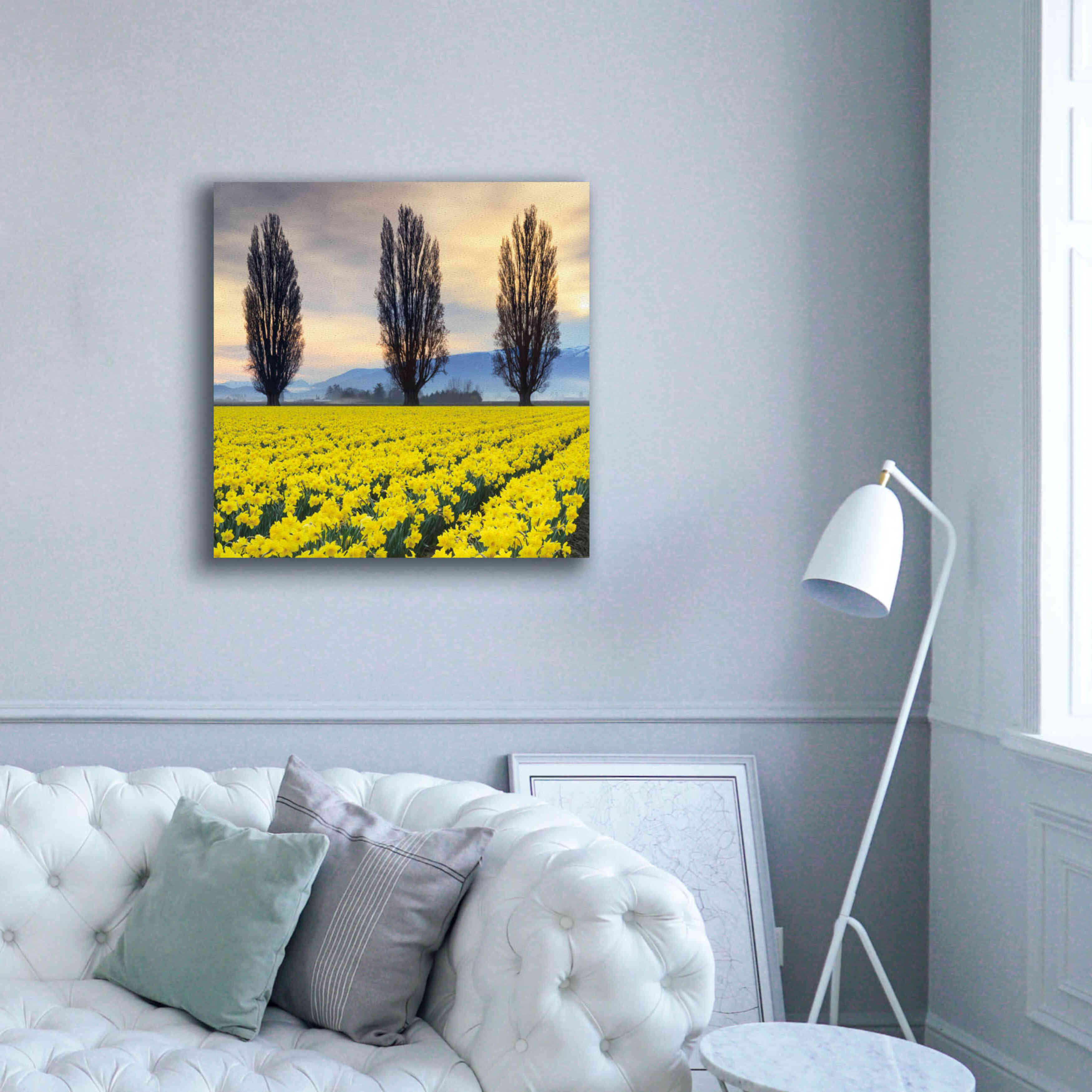 'Skagit Valley Daffodils II' by Alan Majchrowicz,Giclee Canvas Wall Art,37x37
