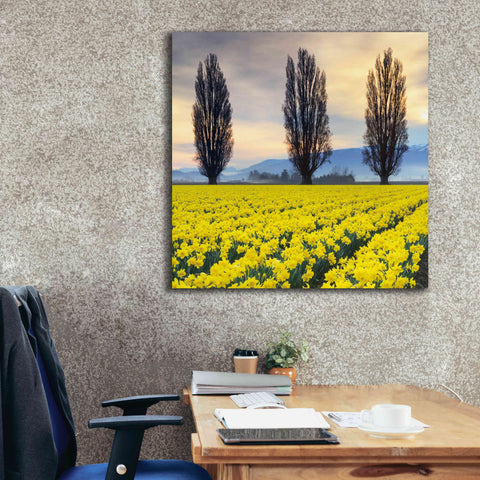 Image of 'Skagit Valley Daffodils II' by Alan Majchrowicz,Giclee Canvas Wall Art,37x37