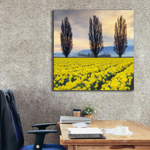 'Skagit Valley Daffodils II' by Alan Majchrowicz,Giclee Canvas Wall Art,37x37