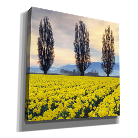 Image of 'Skagit Valley Daffodils II' by Alan Majchrowicz,Giclee Canvas Wall Art