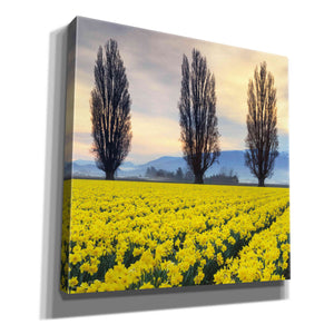 'Skagit Valley Daffodils II' by Alan Majchrowicz,Giclee Canvas Wall Art