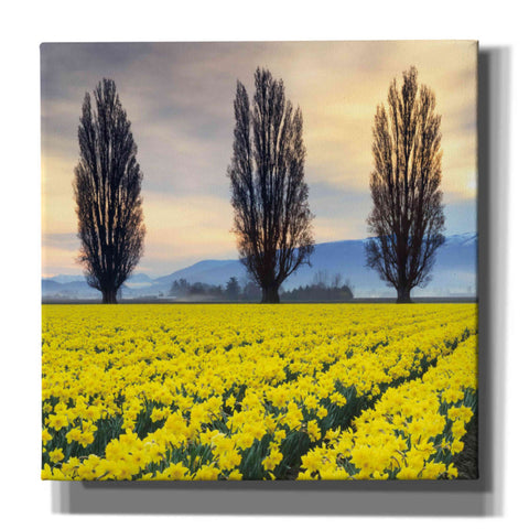 Image of 'Skagit Valley Daffodils II' by Alan Majchrowicz,Giclee Canvas Wall Art