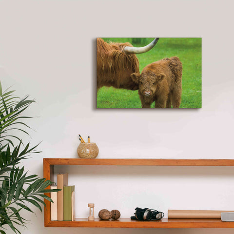 Image of 'Scottish Highland Cattle VII' by Alan Majchrowicz,Giclee Canvas Wall Art,18x12