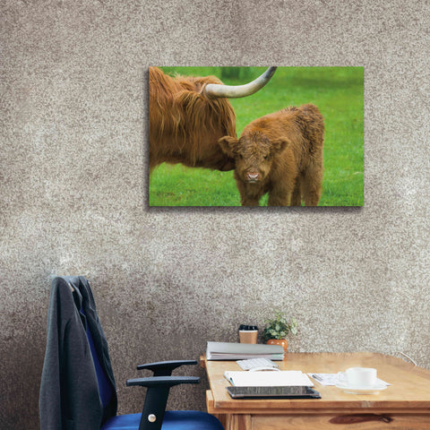 Image of 'Scottish Highland Cattle VII' by Alan Majchrowicz,Giclee Canvas Wall Art,40x26