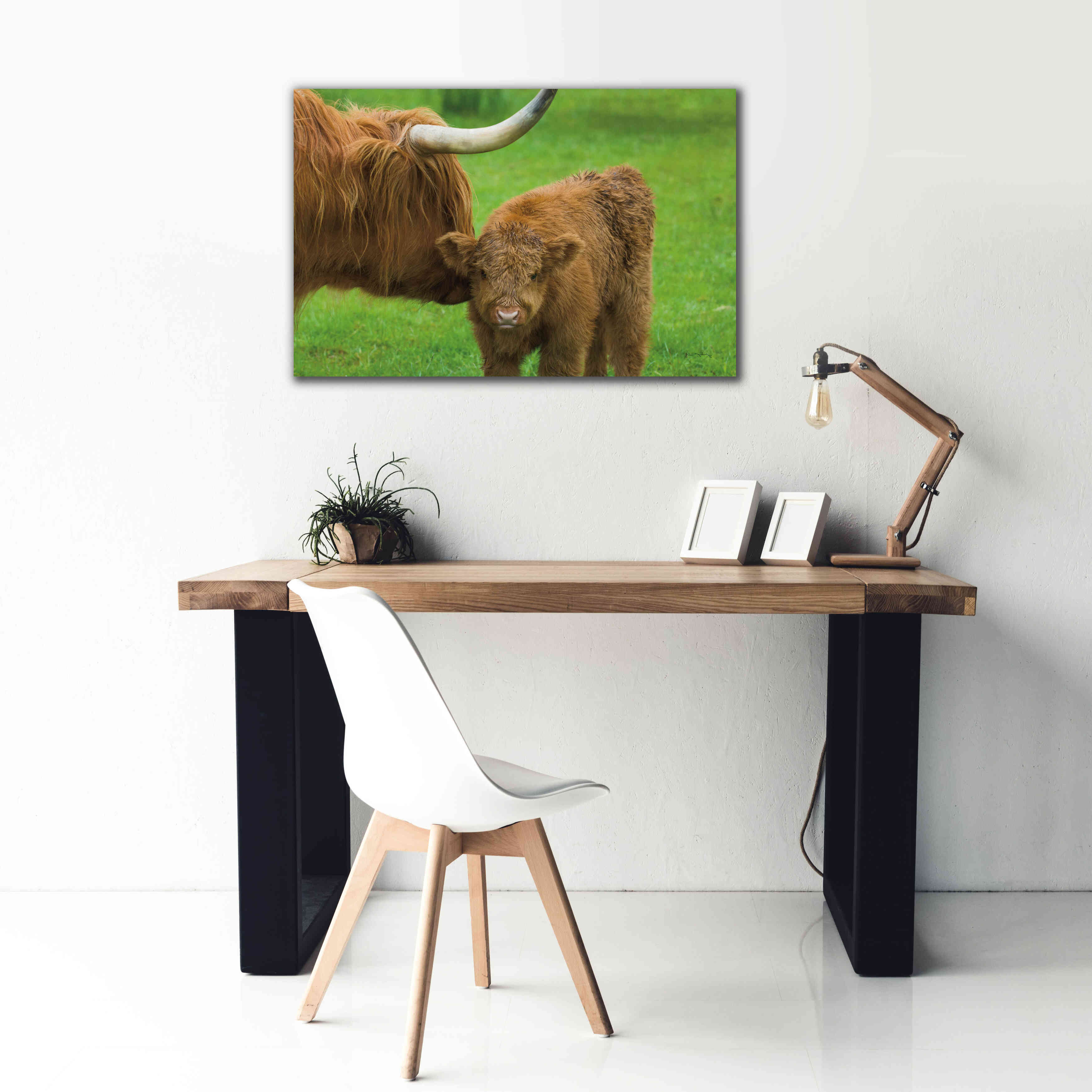 'Scottish Highland Cattle VII' by Alan Majchrowicz,Giclee Canvas Wall Art,40x26