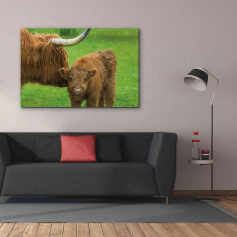 Image of 'Scottish Highland Cattle VII' by Alan Majchrowicz,Giclee Canvas Wall Art,60x40