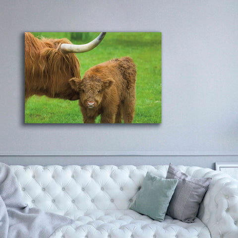 Image of 'Scottish Highland Cattle VII' by Alan Majchrowicz,Giclee Canvas Wall Art,60x40