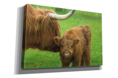 Image of 'Scottish Highland Cattle VII' by Alan Majchrowicz,Giclee Canvas Wall Art