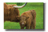 'Scottish Highland Cattle VII' by Alan Majchrowicz,Giclee Canvas Wall Art