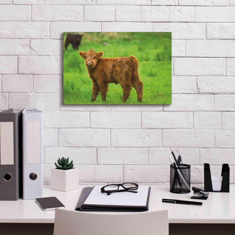 Image of 'Scottish Highland Cattle X' by Alan Majchrowicz,Giclee Canvas Wall Art,18x12