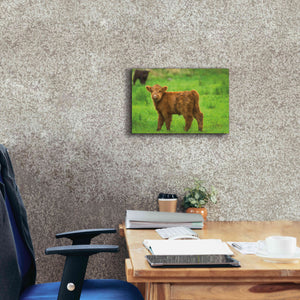 'Scottish Highland Cattle X' by Alan Majchrowicz,Giclee Canvas Wall Art,18x12