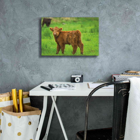 Image of 'Scottish Highland Cattle X' by Alan Majchrowicz,Giclee Canvas Wall Art,18x12