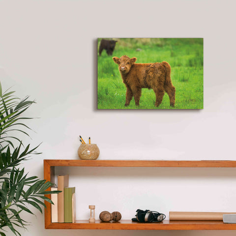 Image of 'Scottish Highland Cattle X' by Alan Majchrowicz,Giclee Canvas Wall Art,18x12