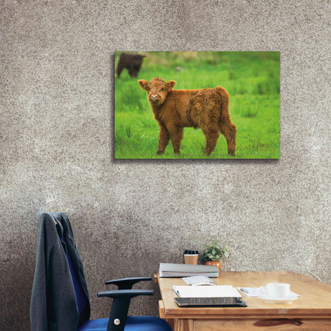 Image of 'Scottish Highland Cattle X' by Alan Majchrowicz,Giclee Canvas Wall Art,40x26