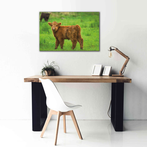 Image of 'Scottish Highland Cattle X' by Alan Majchrowicz,Giclee Canvas Wall Art,40x26