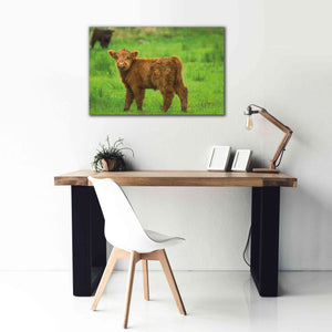 'Scottish Highland Cattle X' by Alan Majchrowicz,Giclee Canvas Wall Art,40x26