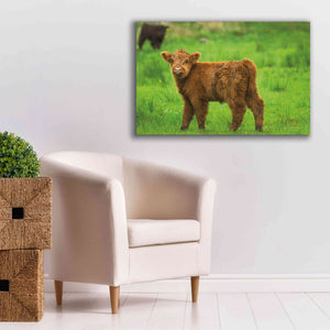 'Scottish Highland Cattle X' by Alan Majchrowicz,Giclee Canvas Wall Art,40x26