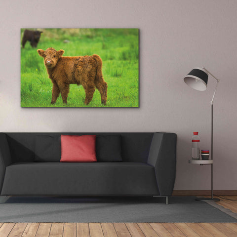 Image of 'Scottish Highland Cattle X' by Alan Majchrowicz,Giclee Canvas Wall Art,60x40