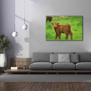 'Scottish Highland Cattle X' by Alan Majchrowicz,Giclee Canvas Wall Art,60x40