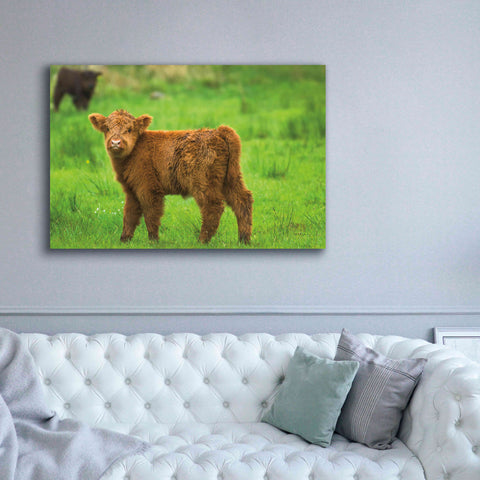 Image of 'Scottish Highland Cattle X' by Alan Majchrowicz,Giclee Canvas Wall Art,60x40