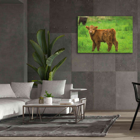 Image of 'Scottish Highland Cattle X' by Alan Majchrowicz,Giclee Canvas Wall Art,60x40