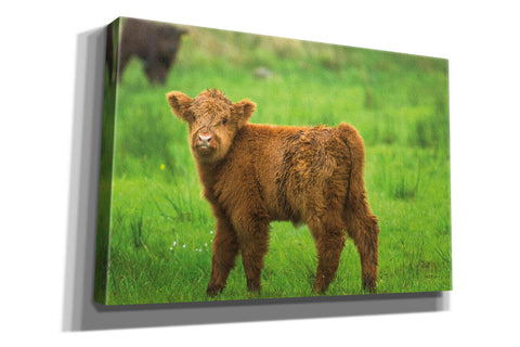Image of 'Scottish Highland Cattle X' by Alan Majchrowicz,Giclee Canvas Wall Art