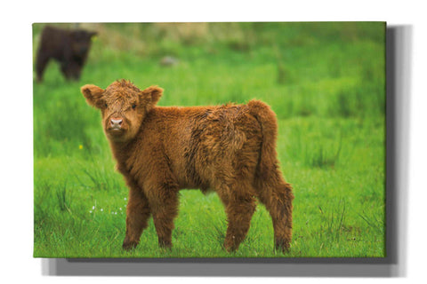 Image of 'Scottish Highland Cattle X' by Alan Majchrowicz,Giclee Canvas Wall Art