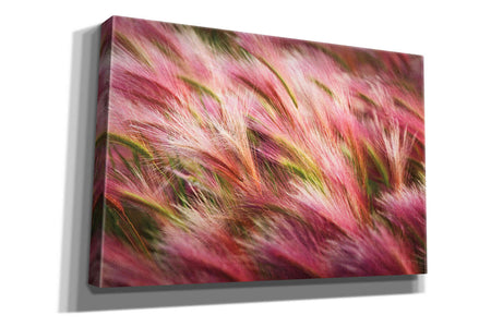 'Foxtail Barley II' by Alan Majchrowicz,Giclee Canvas Wall Art
