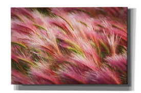 'Foxtail Barley II' by Alan Majchrowicz,Giclee Canvas Wall Art