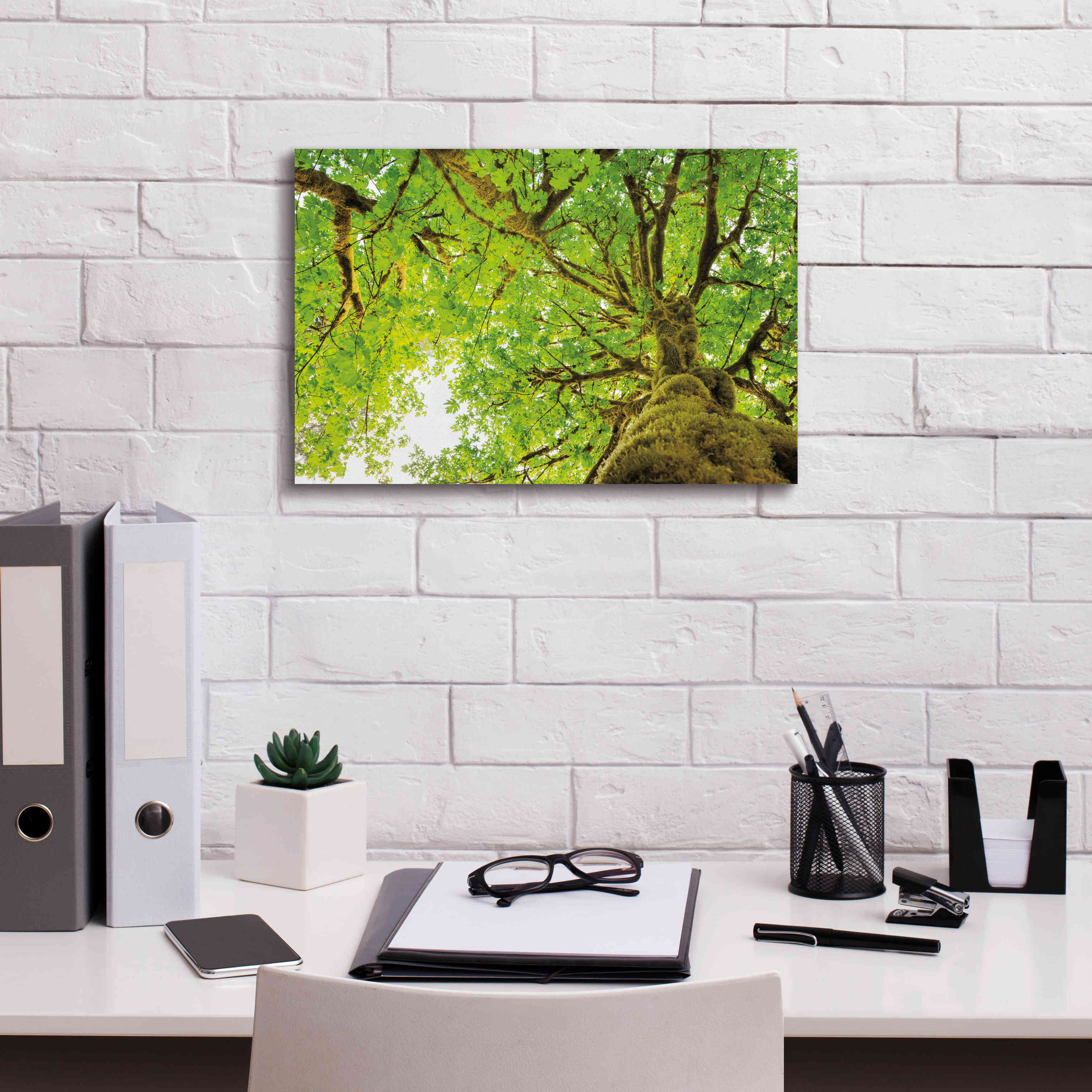 'Big Leaf Maple Trees II' by Alan Majchrowicz,Giclee Canvas Wall Art,18x12