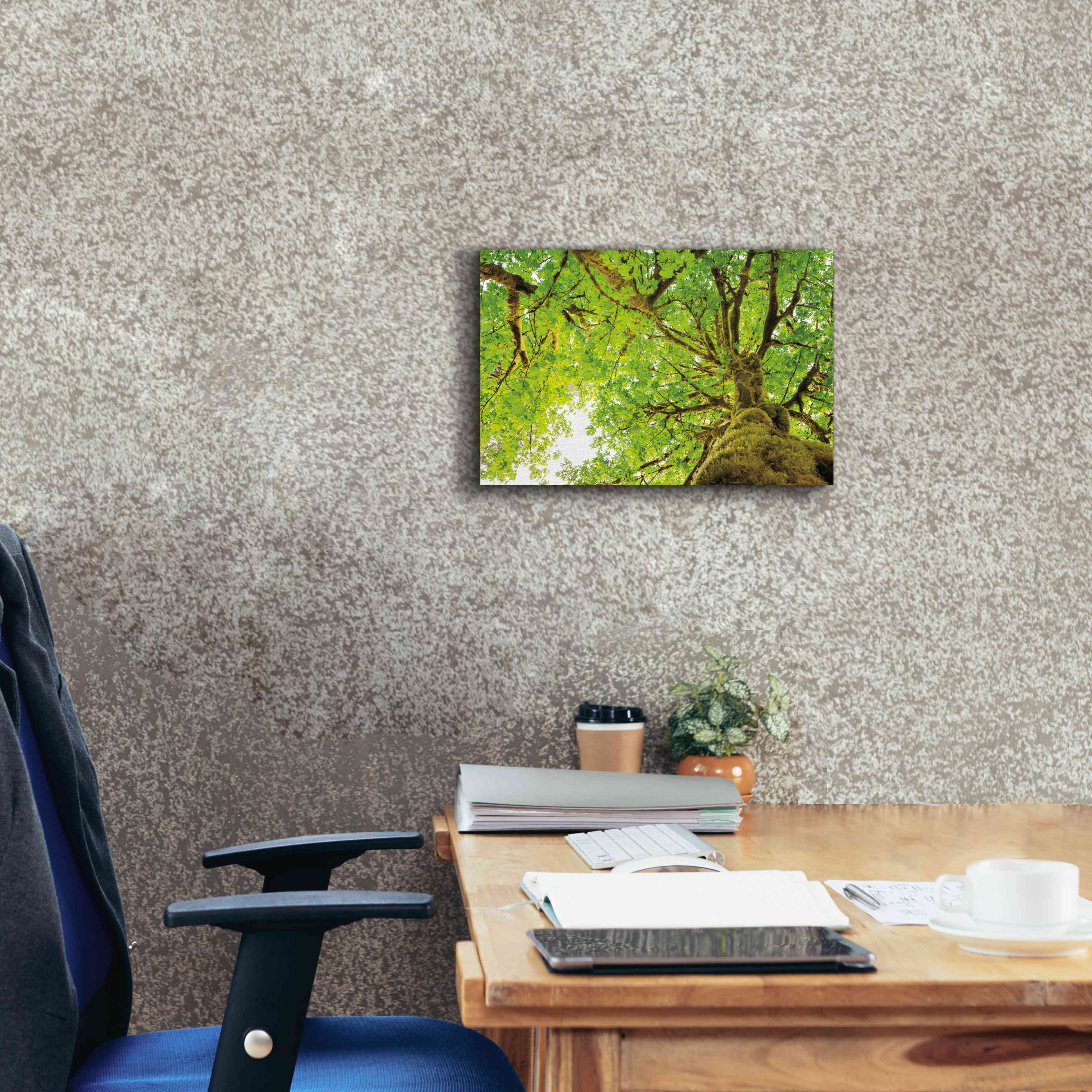 'Big Leaf Maple Trees II' by Alan Majchrowicz,Giclee Canvas Wall Art,18x12