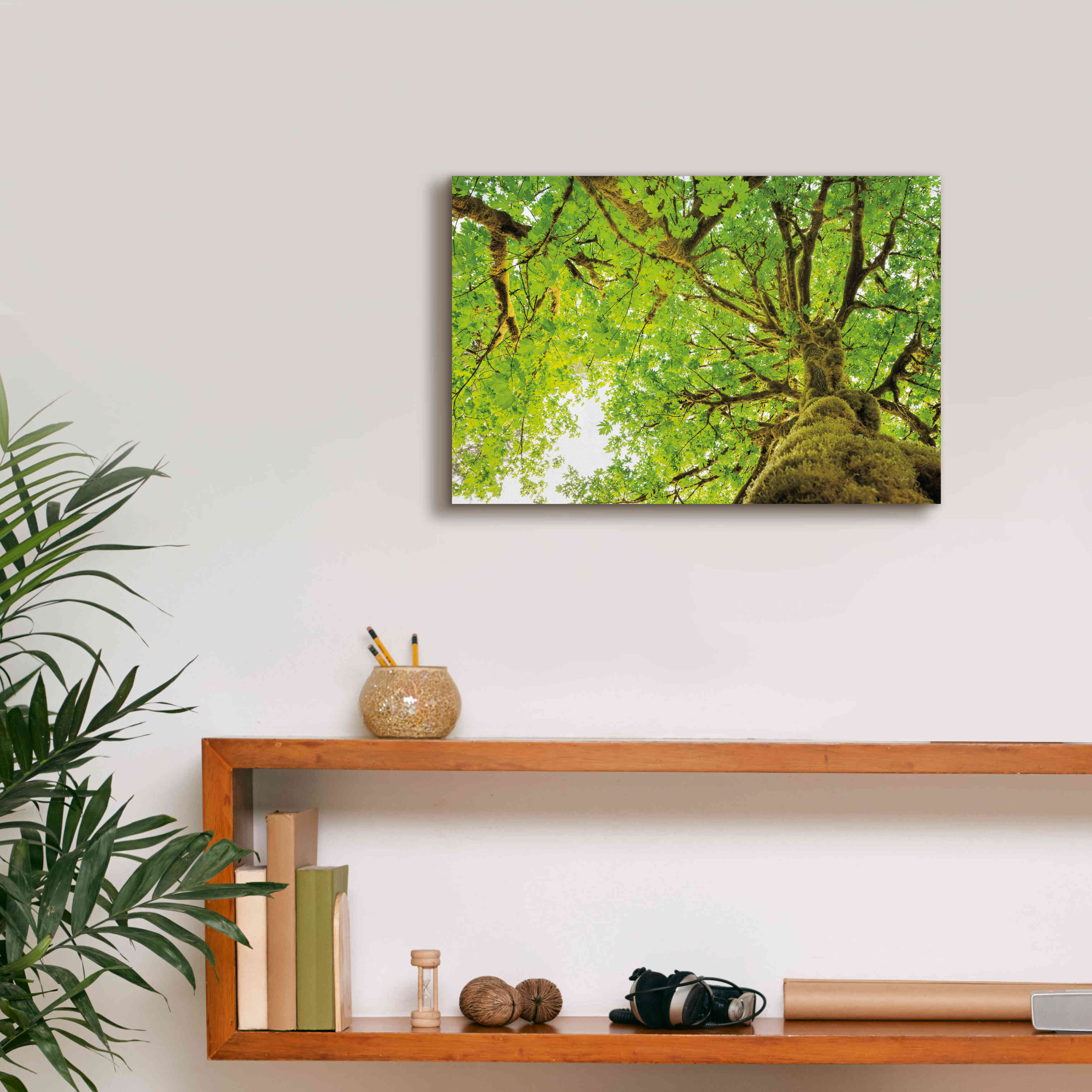 'Big Leaf Maple Trees II' by Alan Majchrowicz,Giclee Canvas Wall Art,18x12