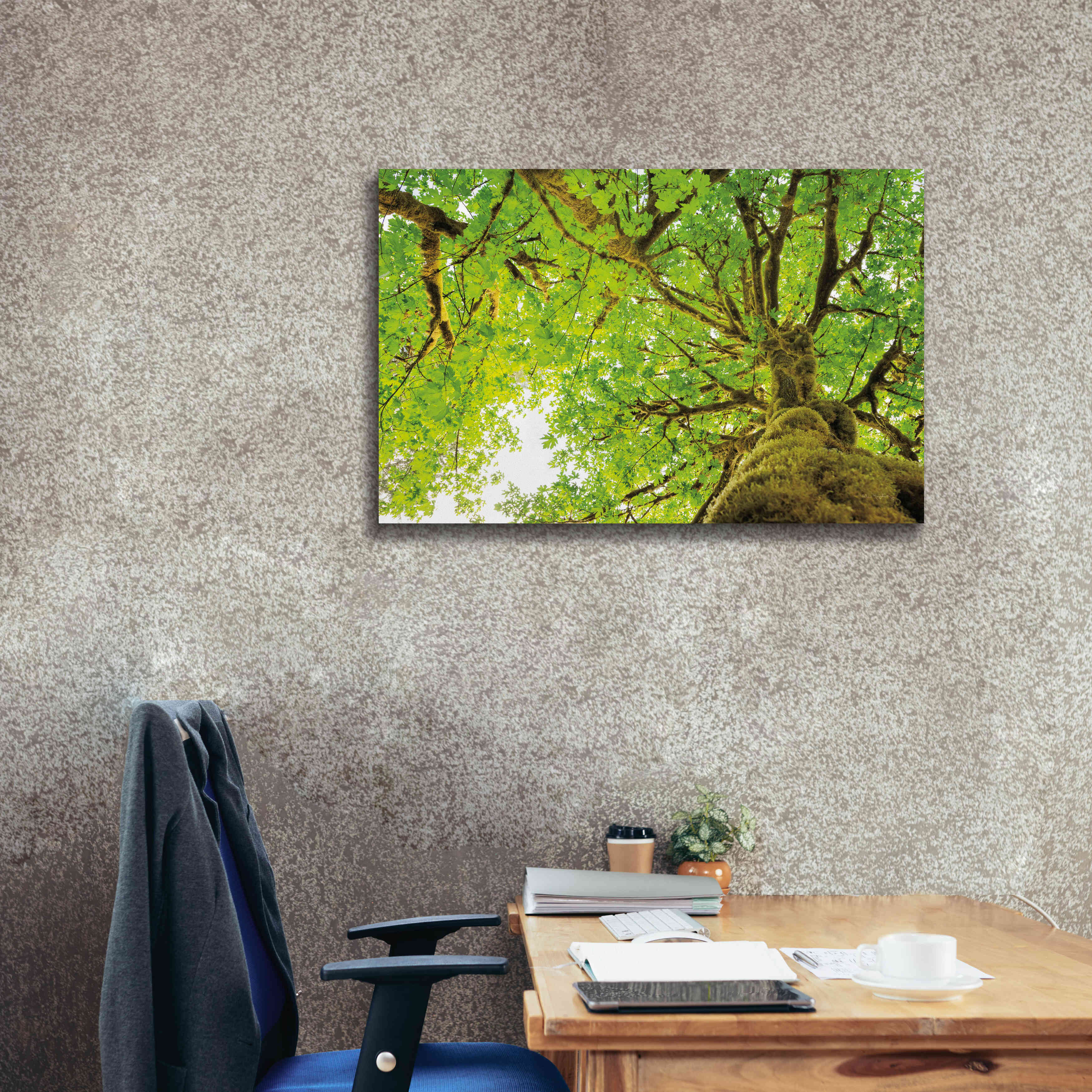 'Big Leaf Maple Trees II' by Alan Majchrowicz,Giclee Canvas Wall Art,40x26