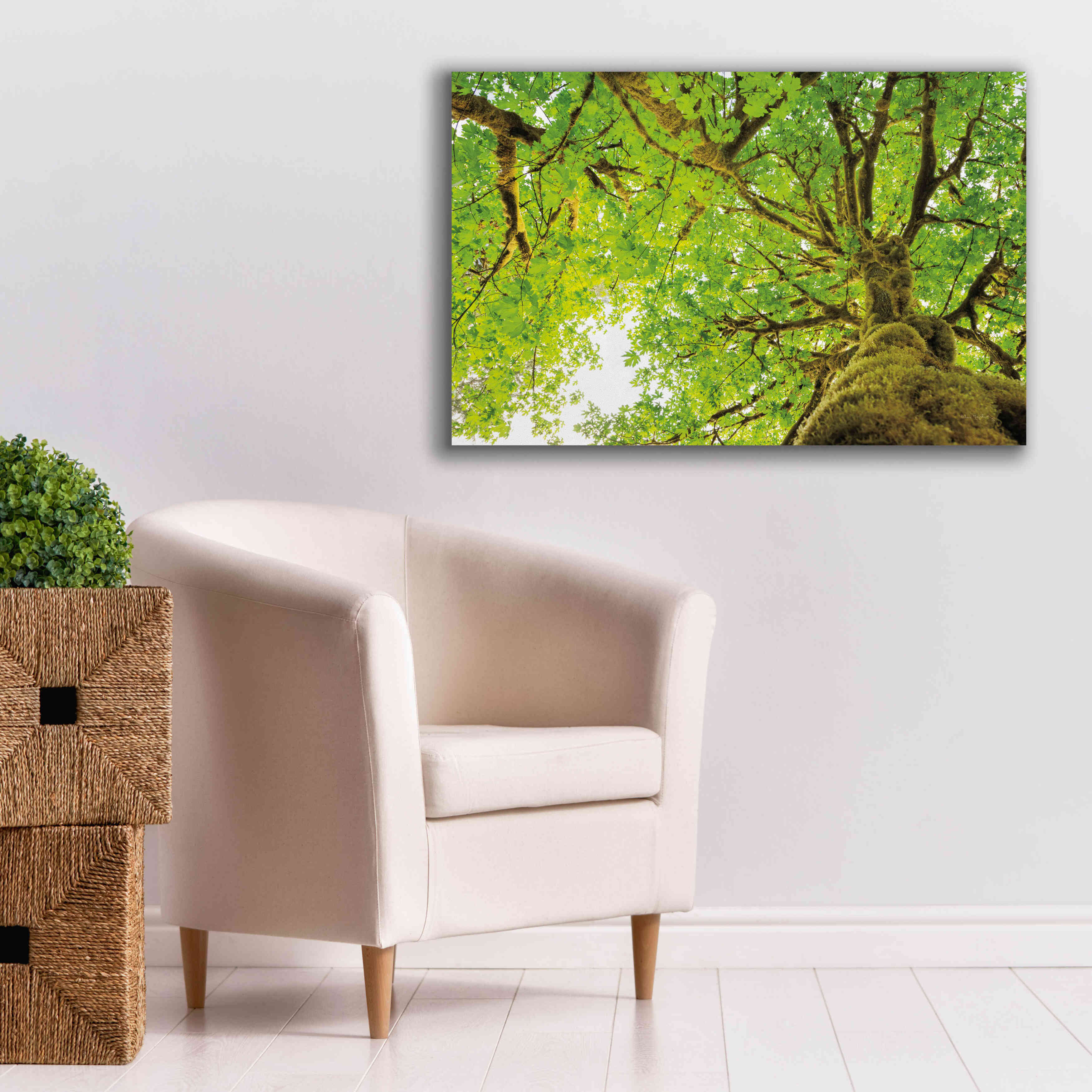'Big Leaf Maple Trees II' by Alan Majchrowicz,Giclee Canvas Wall Art,40x26