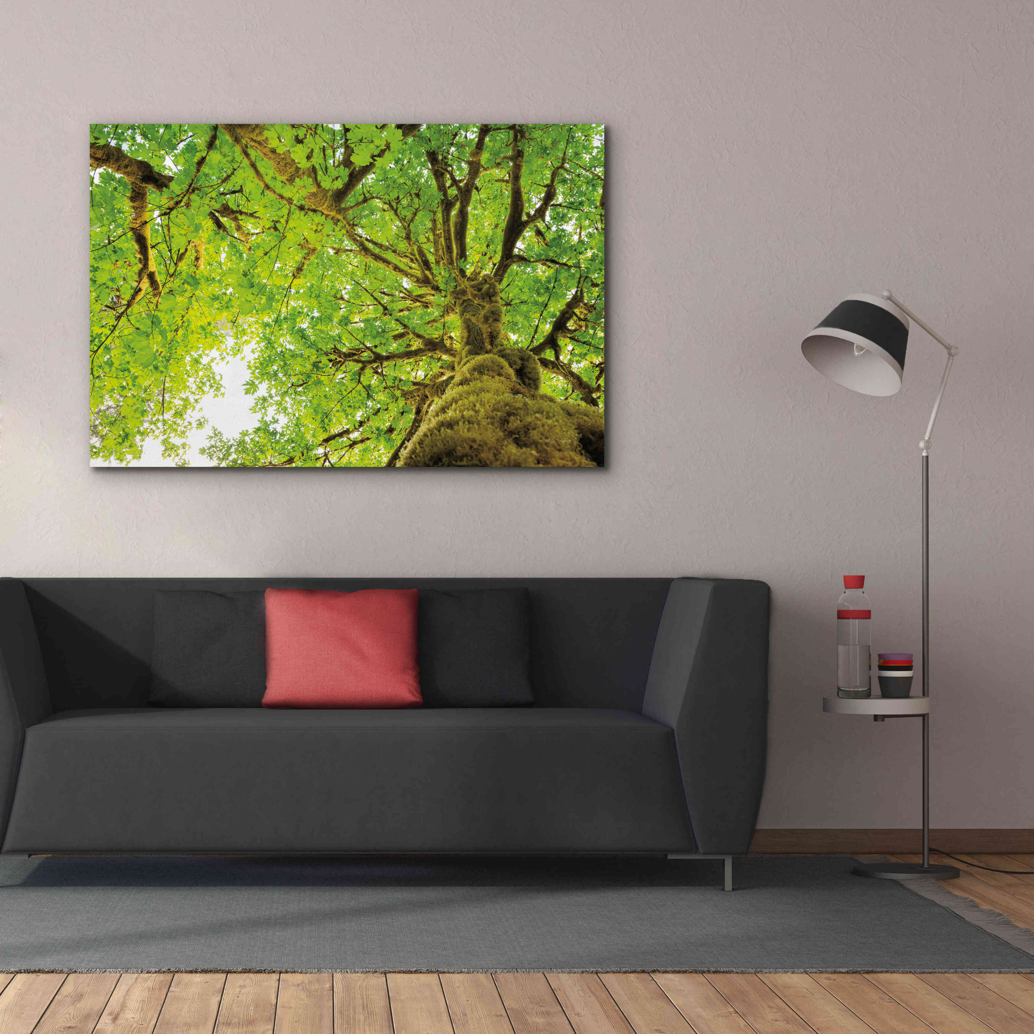 'Big Leaf Maple Trees II' by Alan Majchrowicz,Giclee Canvas Wall Art,60x40