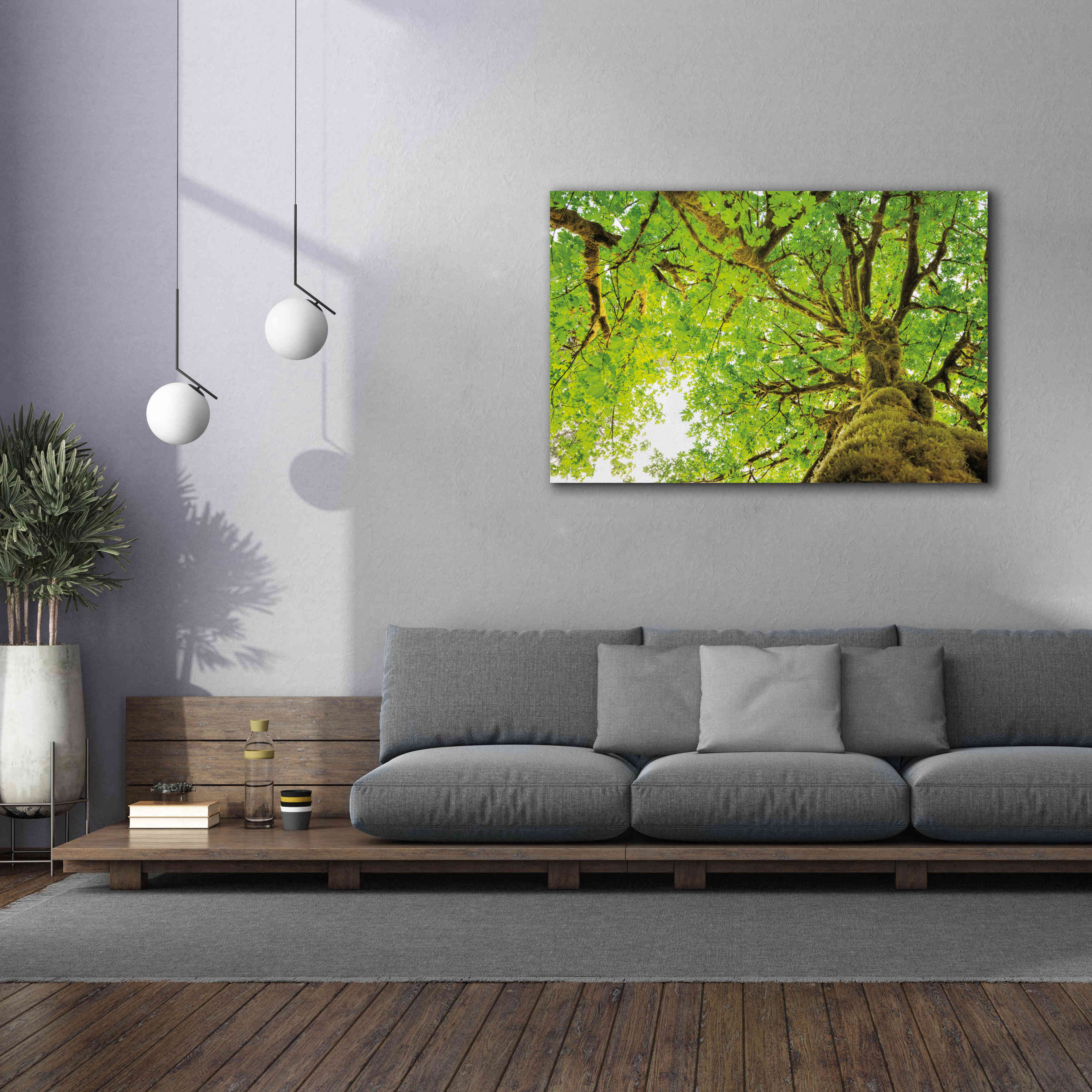'Big Leaf Maple Trees II' by Alan Majchrowicz,Giclee Canvas Wall Art,60x40