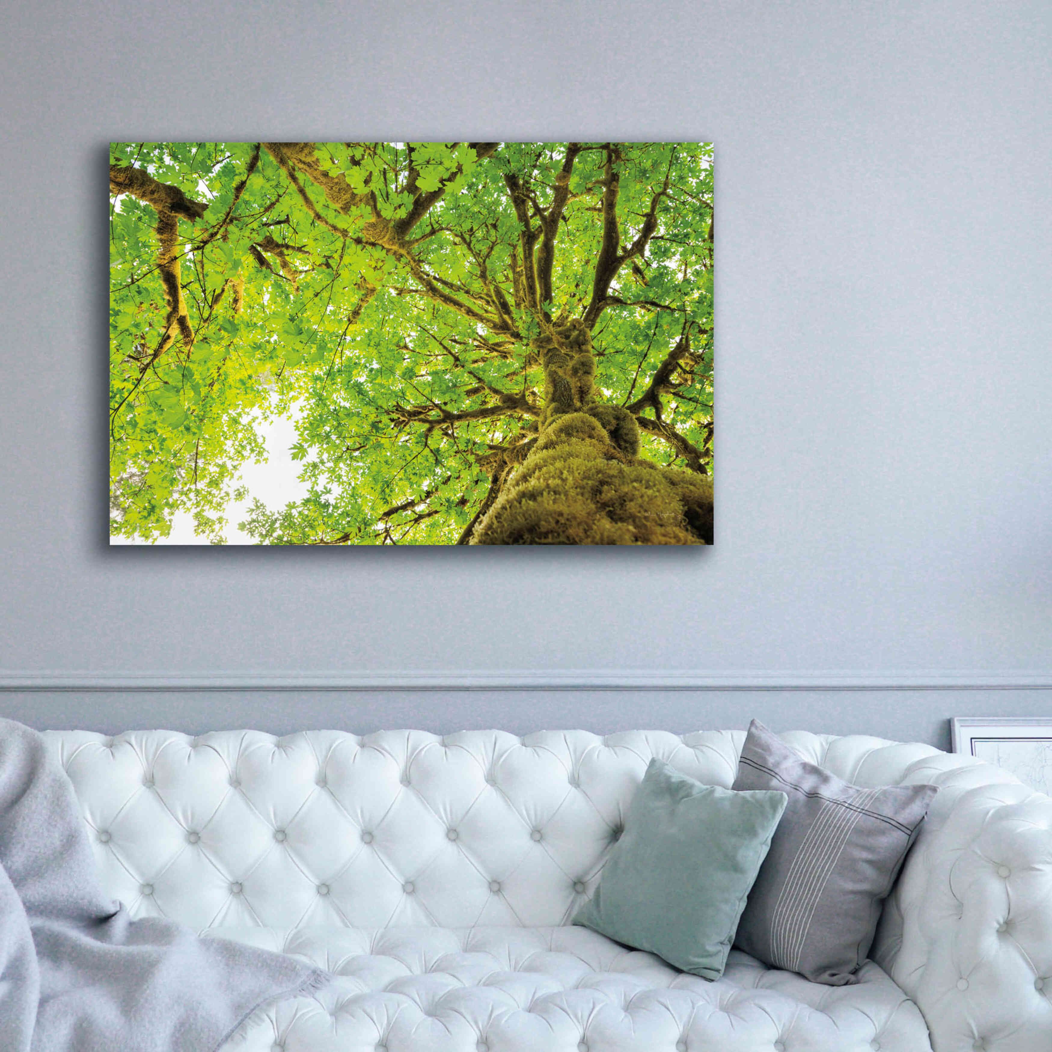 'Big Leaf Maple Trees II' by Alan Majchrowicz,Giclee Canvas Wall Art,60x40