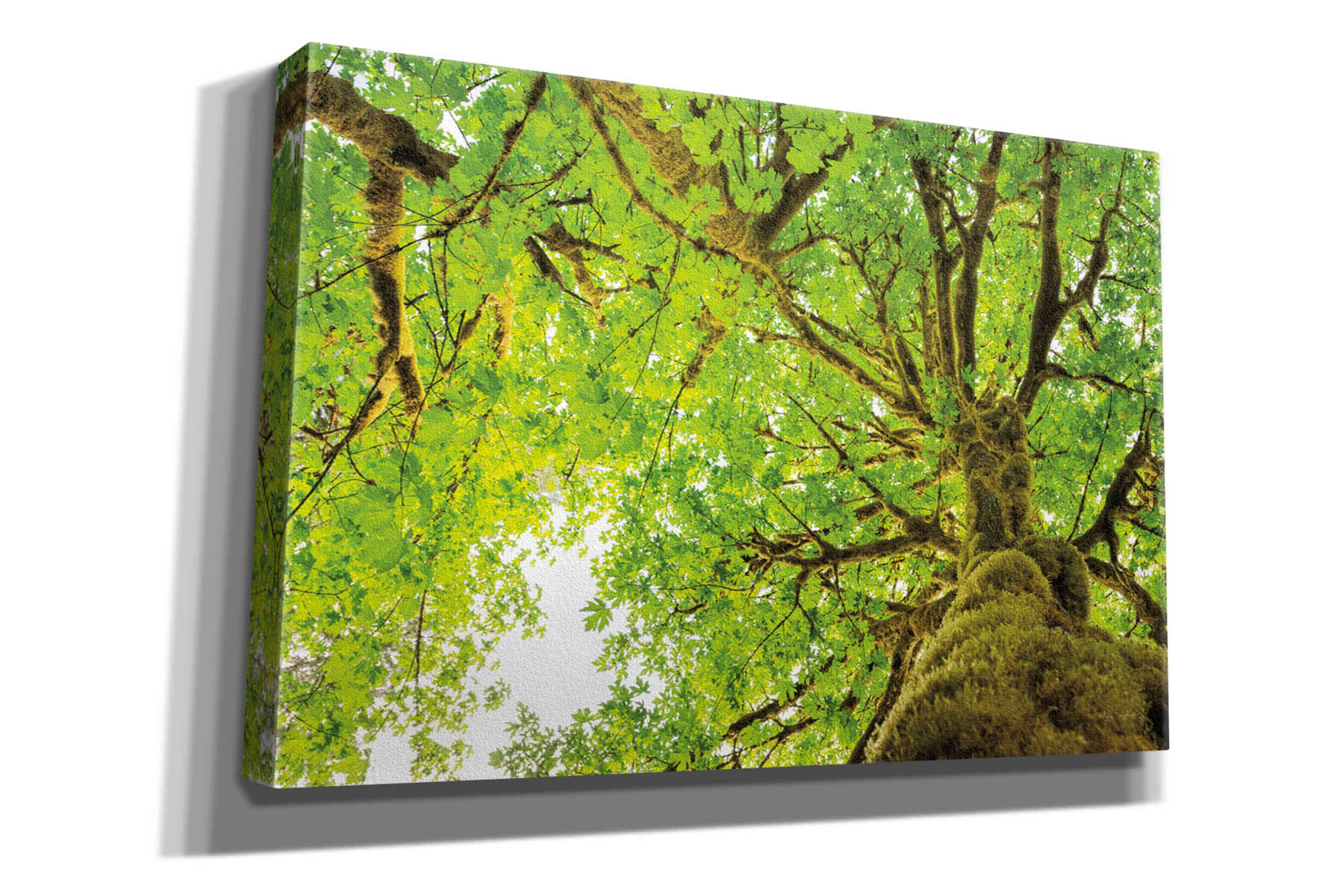 'Big Leaf Maple Trees II' by Alan Majchrowicz,Giclee Canvas Wall Art