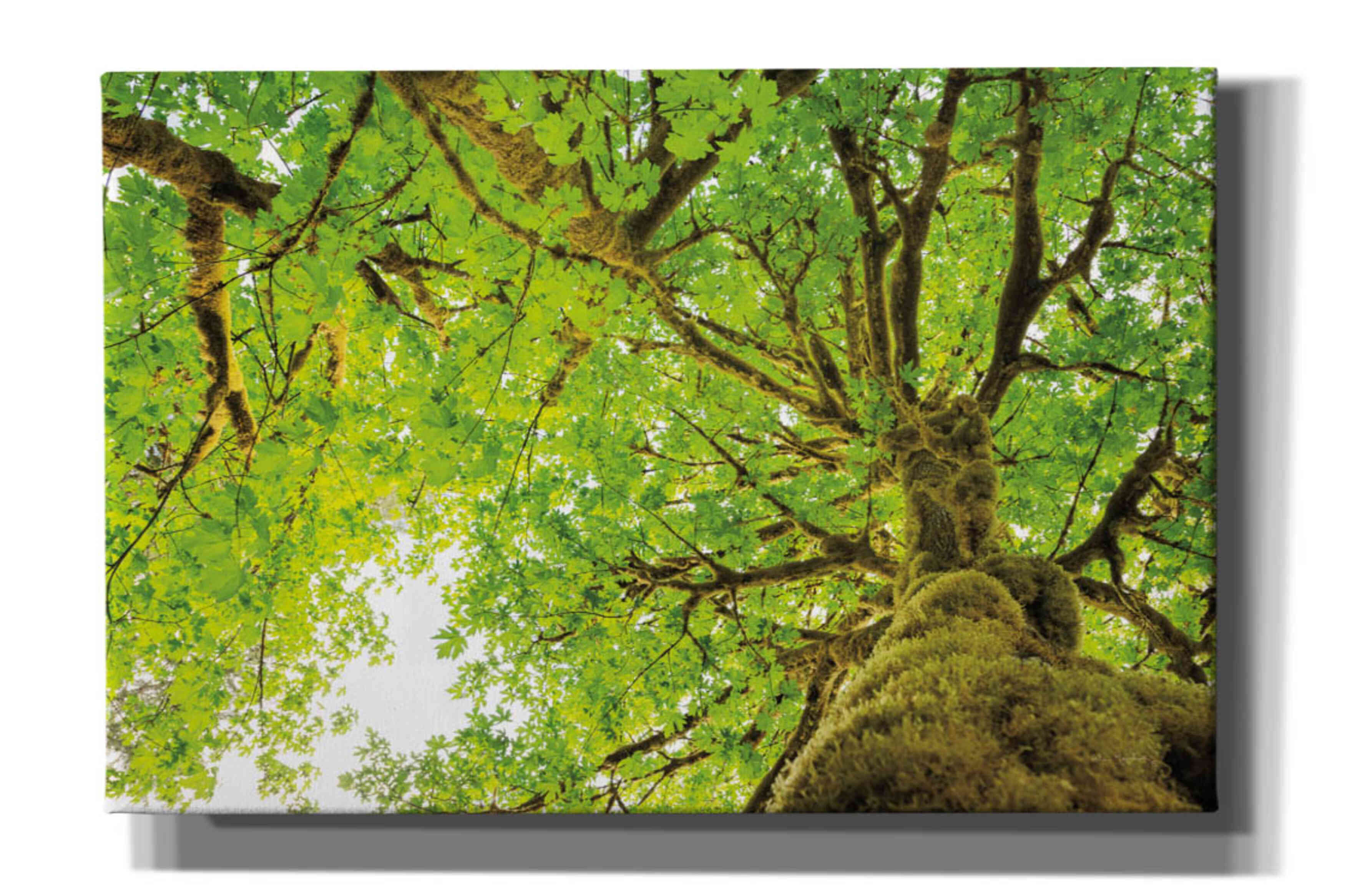 'Big Leaf Maple Trees II' by Alan Majchrowicz,Giclee Canvas Wall Art
