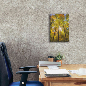 'Autumn Foliage Sunburst III' by Alan Majchrowicz,Giclee Canvas Wall Art,12x18