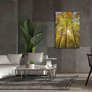'Autumn Foliage Sunburst III' by Alan Majchrowicz,Giclee Canvas Wall Art,40x60